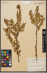 Foto von Salix triandra L.